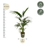 Plantenbak Kentia Palm – 130 cm – Ø21cm