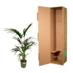 Plantenbak Kentia Palm – 130 cm – Ø21cm