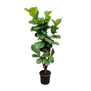 Plantenbak Ficus Lyrata vertakt – 180cm – ⌀32