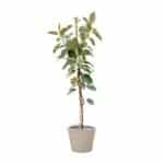 Plantenbak Ficus Tineke Op Stam – 220cm – ø30 Plantenbak Ficus Tineke Op Stam – 220cm – ø30