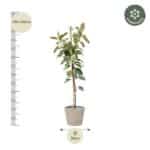 Plantenbak Ficus Tineke Op Stam – 220cm – ø30 Plantenbak Ficus Tineke Op Stam – 220cm – ø30