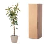 Plantenbak Ficus Tineke Op Stam – 220cm – ø30 Plantenbak Ficus Tineke Op Stam – 220cm – ø30