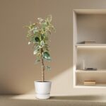 Plantenbak Ficus Tineke Op Stam – 220cm – ø30 Plantenbak Ficus Tineke Op Stam – 220cm – ø30
