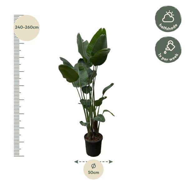 Plantenbak Strelitzia Nicolai XXL – 250 cm – ø50