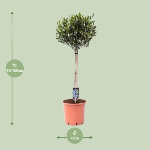 Plantenbak Olea Olijf – Ø22cm – ↕100cm
