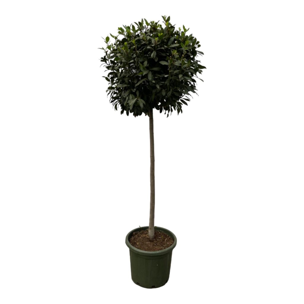 Plantenbak Laurus Nobulis stam – 200 cm – Ø45cm
