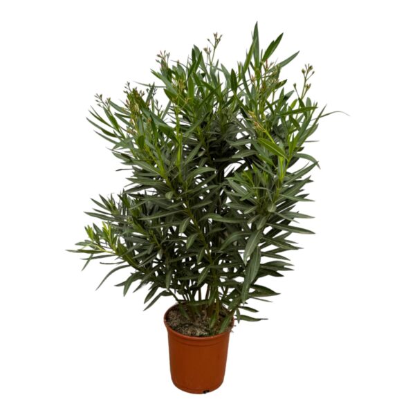 Plantenbak Nerium Oleander struik met rode bloem – 160 cm – Ø30cm