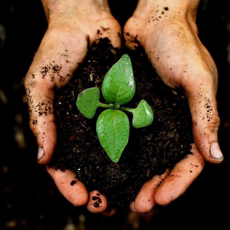 Plantenbak Culvita Universele Potgrond inclusief 2 maanden plantenvoeding – Universele potgrond voor kamerplanten en buitenplanten – 40 liter