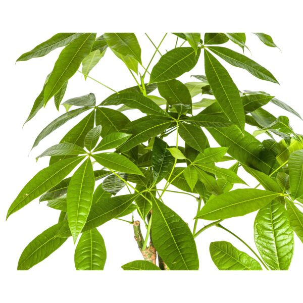 Plantenbak Pachira Aquatica Ø21cm – ↕100cm